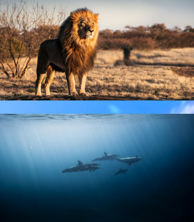 On viuen els animals